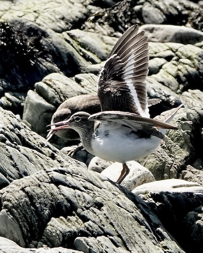 common sandpiper